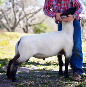Haws Club  Lambs
